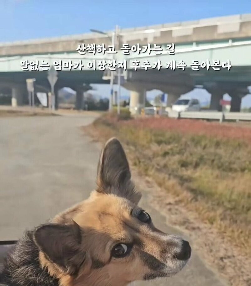 당근 강아지 간식 거래 후기 | 인스티즈