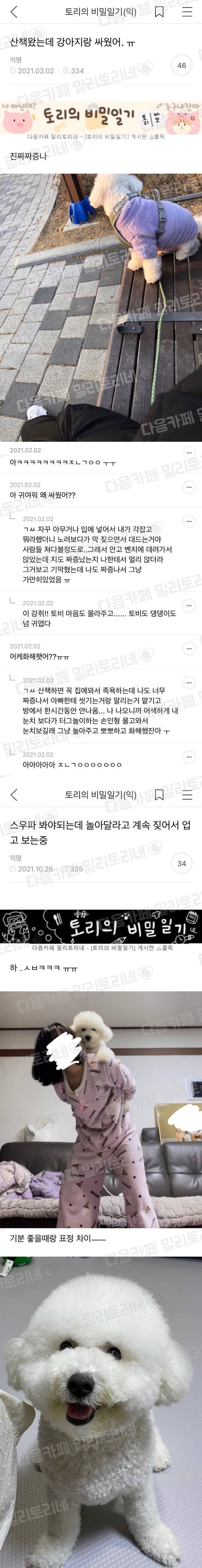 산책하다 댕댕이랑 진심으로 싸운 후기 | 인스티즈