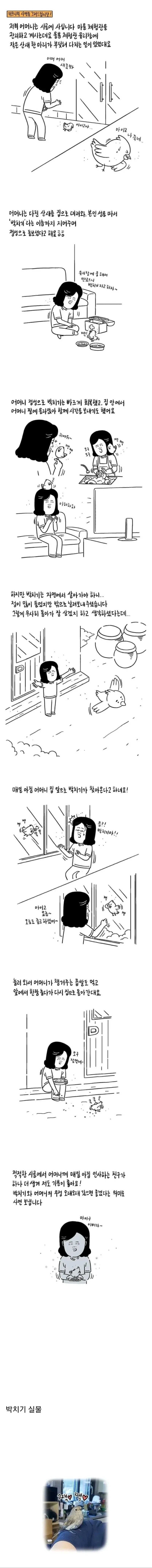 쓰러진 산새를 발견한 산골 어머니 | 인스티즈