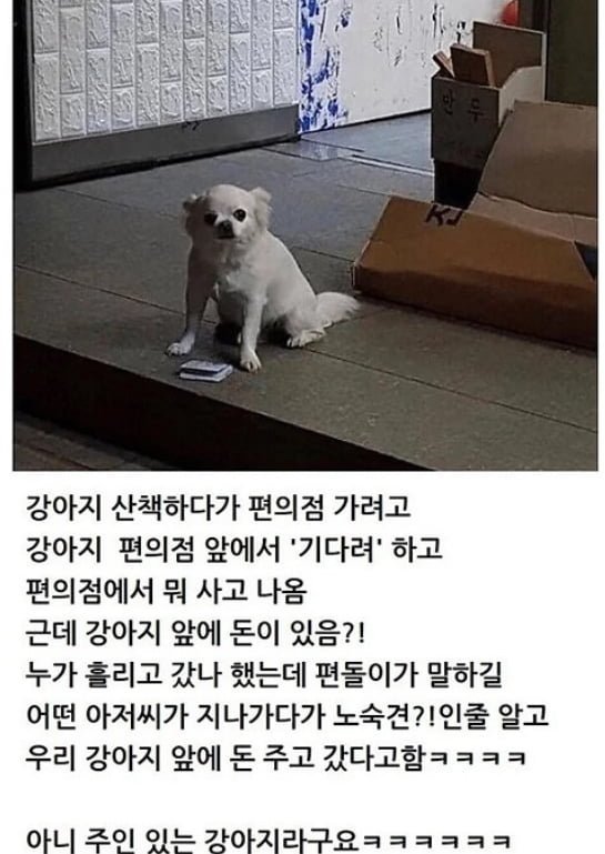 강아지 산책하다가 편의점 가려고 | 인스티즈