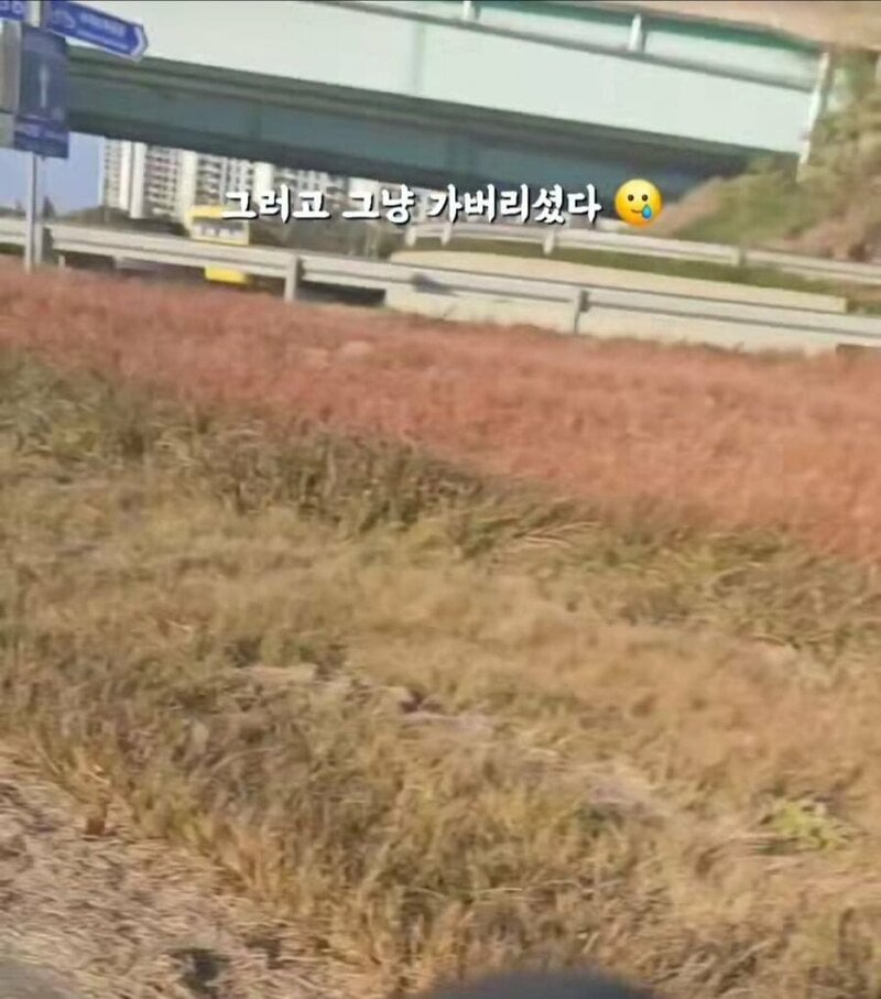 당근 강아지 간식 거래 후기 | 인스티즈