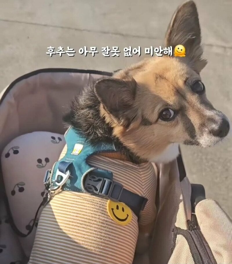 당근 강아지 간식 거래 후기 | 인스티즈