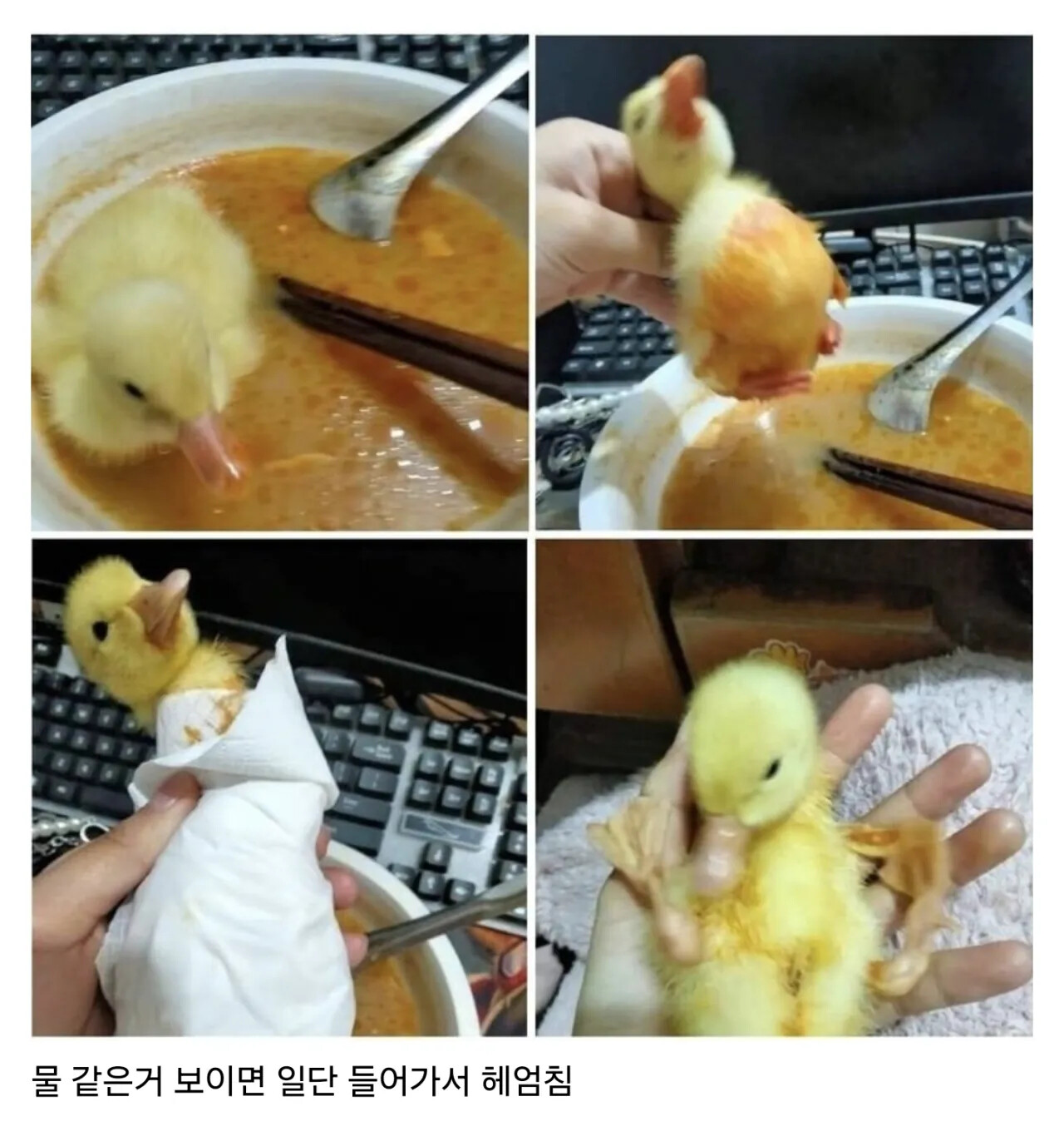 새끼오리 키울 때 주의할 점 | 인스티즈