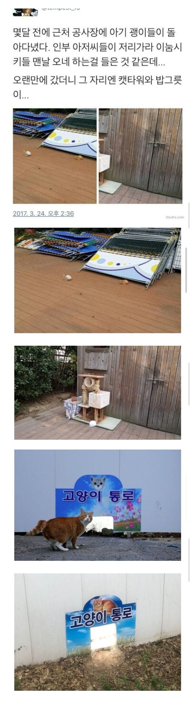 공사장에 고양이가 돌아다녀 빡친 아재들 | 인스티즈