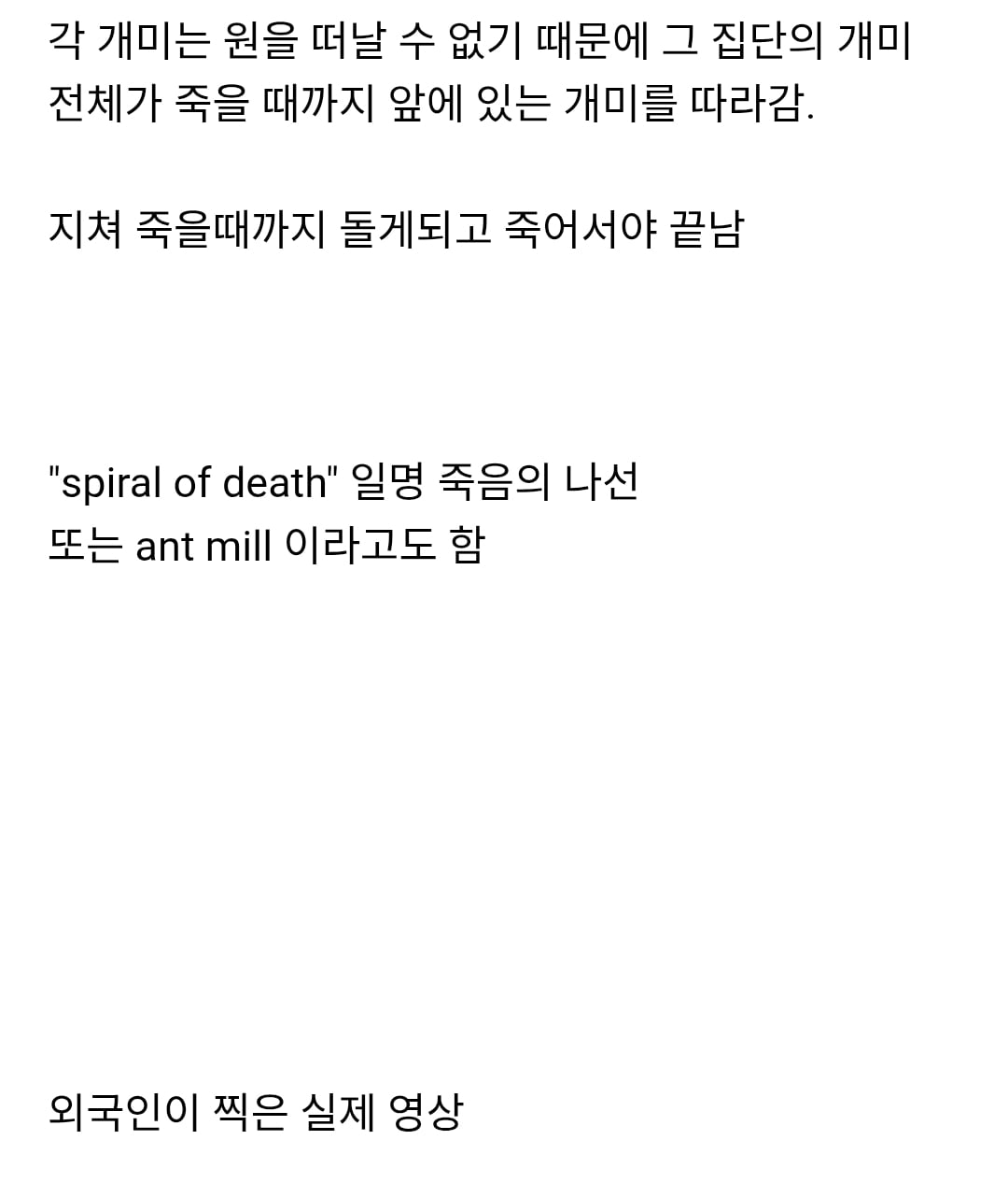 개미가 단체로 죽음으로 향하는 앤트밀 현상 | 인스티즈