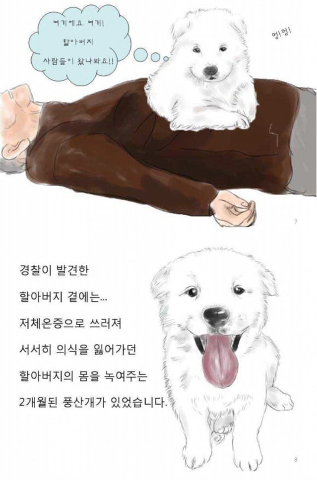 치매 할아버지를 지킨 아기 풍산개.jpgif | 인스티즈