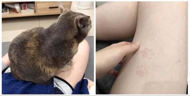 다리위에 고양이를 오랫동안 올려뒀더니.. | 인스티즈