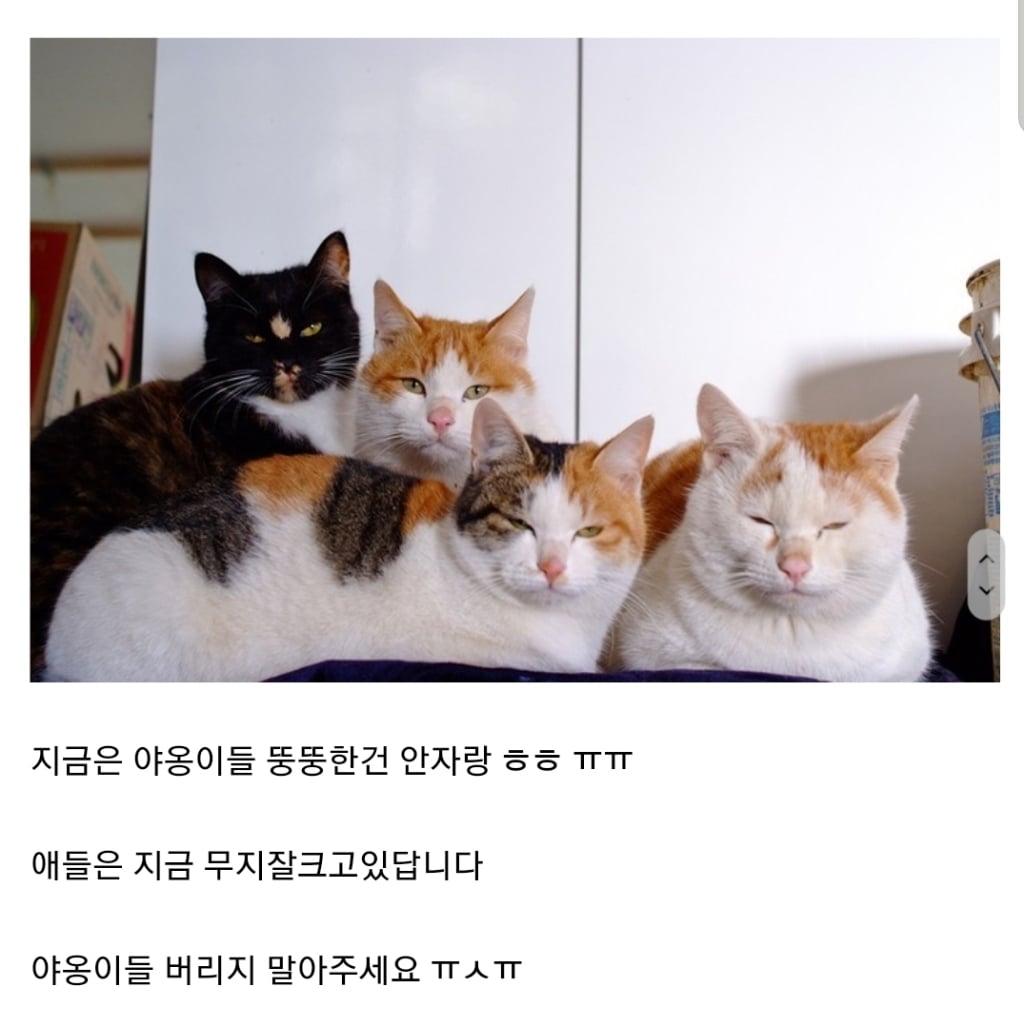 냥줍 후기 레전드..jpg | 인스티즈