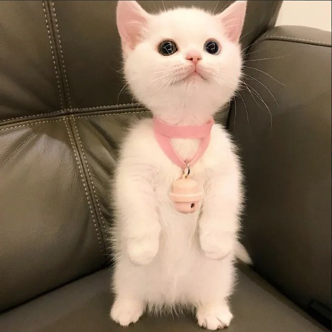 심장에 해로운 고양이 | 인스티즈