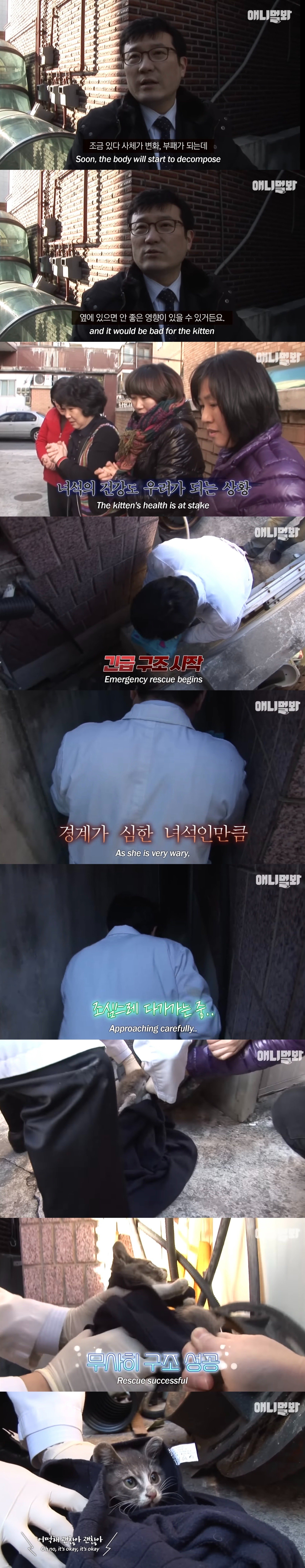 죽은 어미한테 꾹꾹이하던 새끼 고양이 .. 13년 후 | 인스티즈