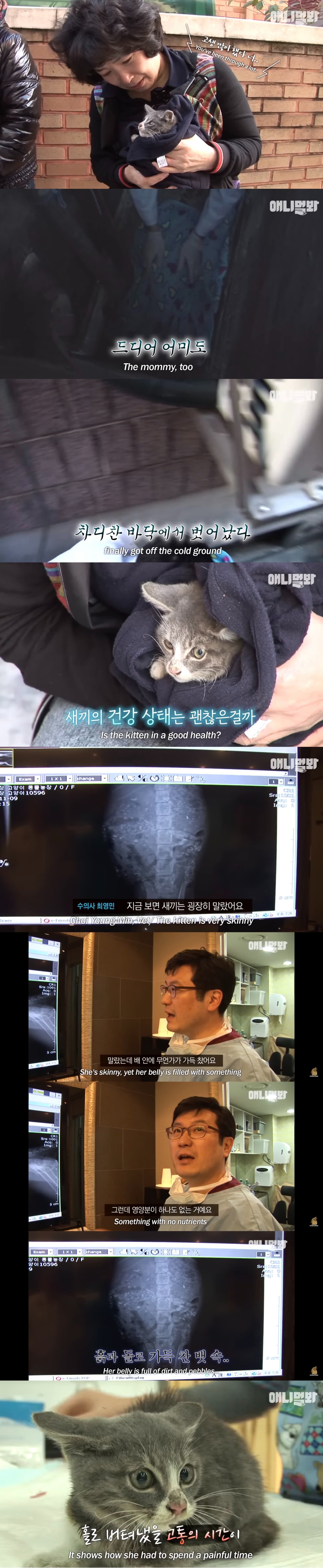 죽은 어미한테 꾹꾹이하던 새끼 고양이 .. 13년 후 | 인스티즈