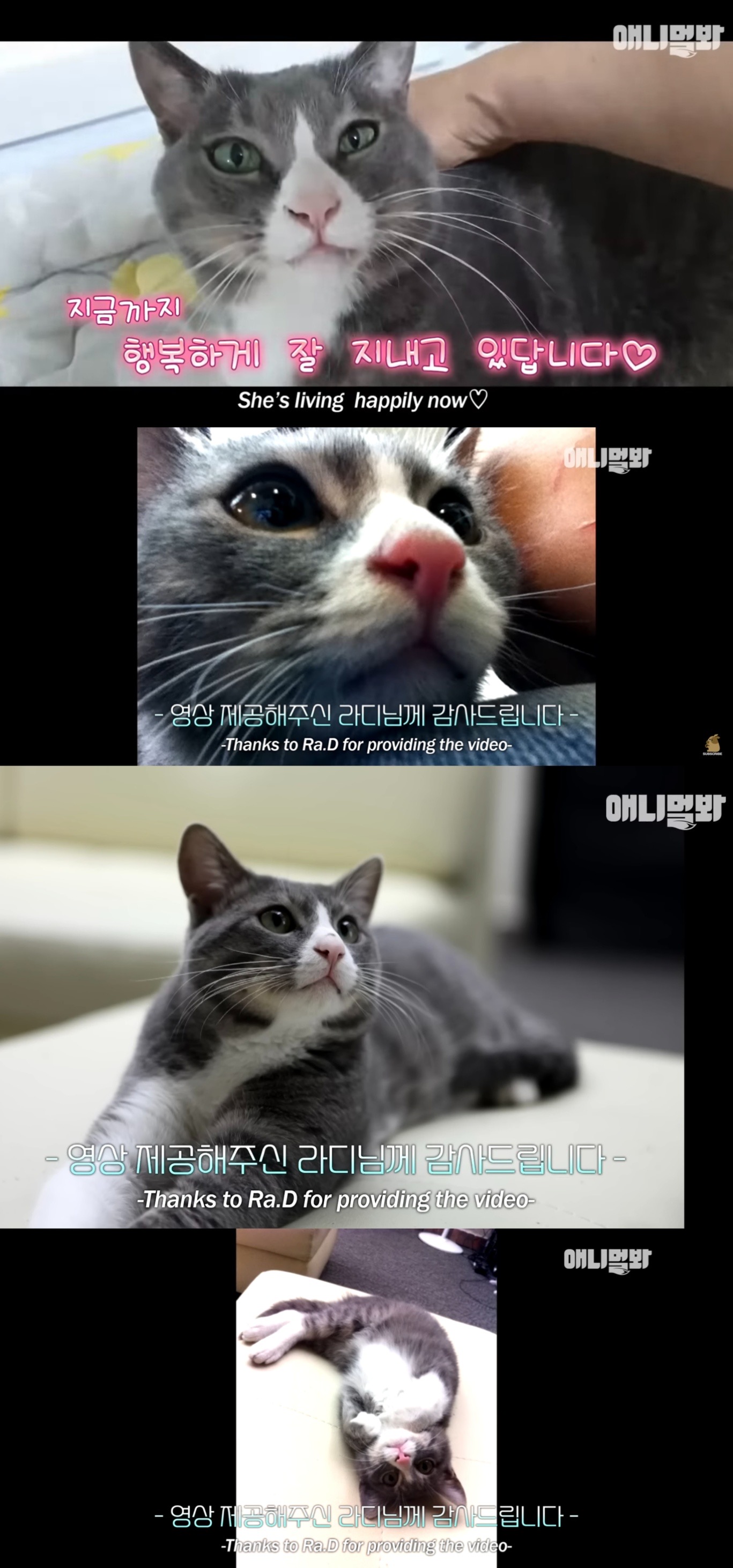 죽은 어미한테 꾹꾹이하던 새끼 고양이 .. 13년 후 | 인스티즈
