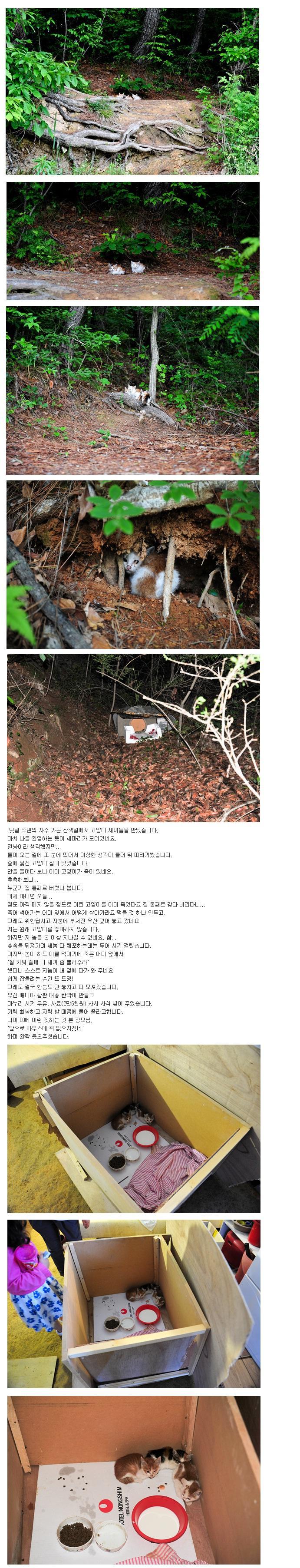 냥줍 후기 레전드..jpg | 인스티즈