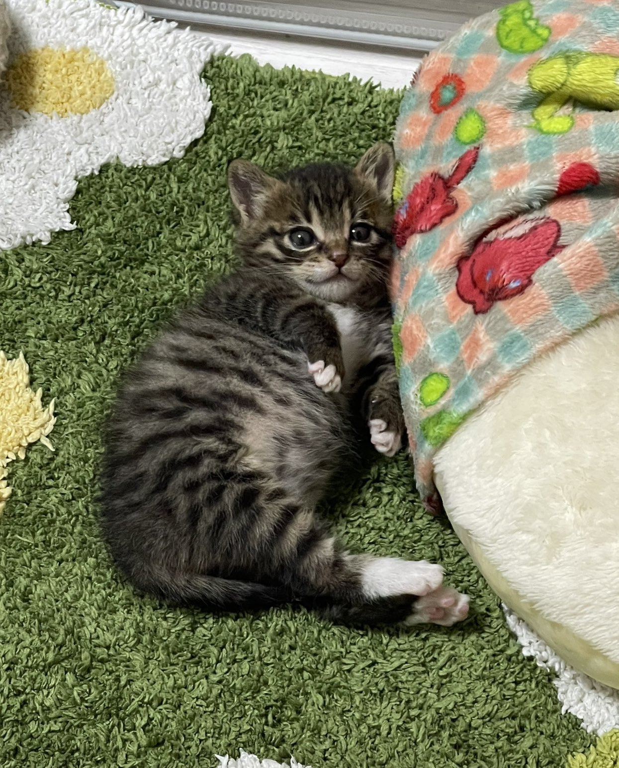 2주간 무럭무럭 자란 고양이 (추가) | 인스티즈