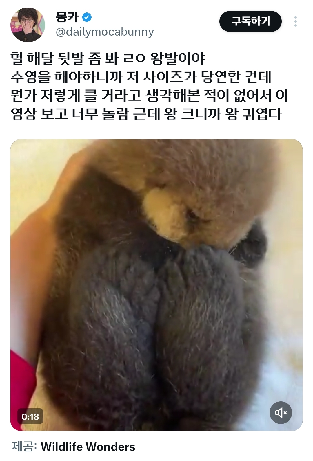 생각보다 커다란 해달 뒷발 | 인스티즈
