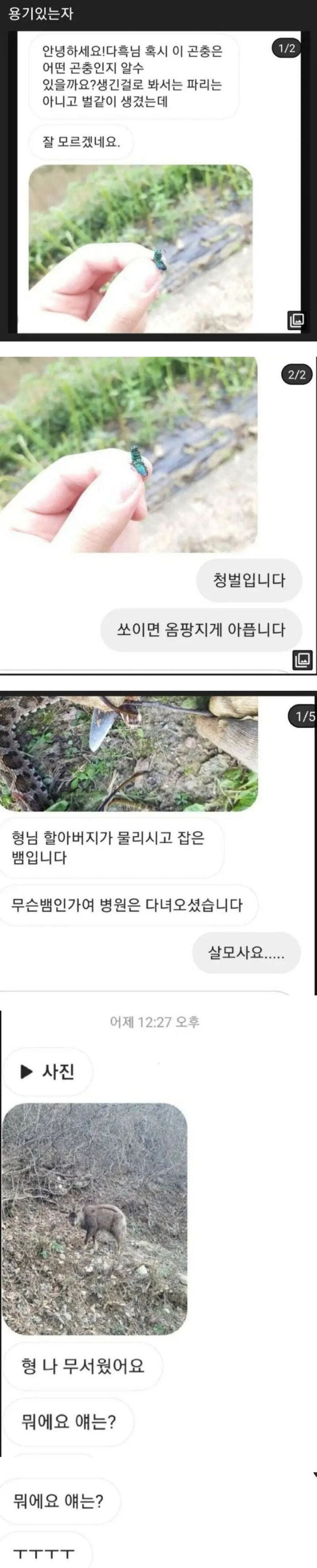 곤충 유튜버의 DM | 인스티즈