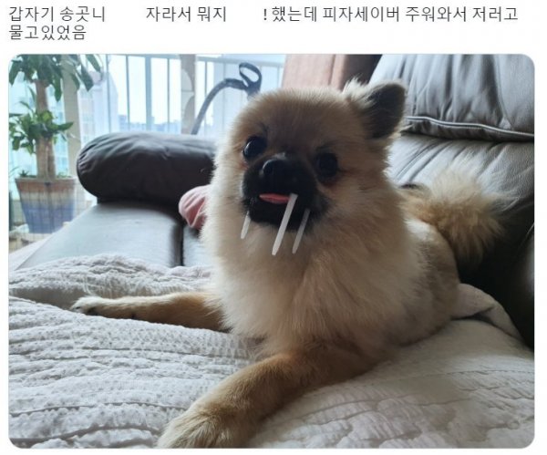 울강아지 갑자기 송곳니 자라서 뭐지 했는데 | 인스티즈