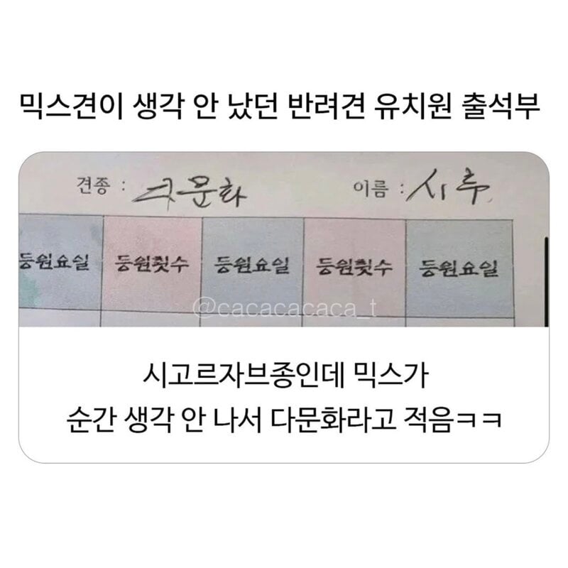 믹스견이 생각 안 났던 견주 | 인스티즈