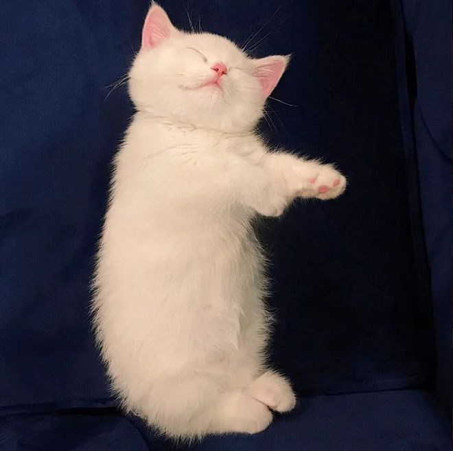 심장에 해로운 고양이 | 인스티즈