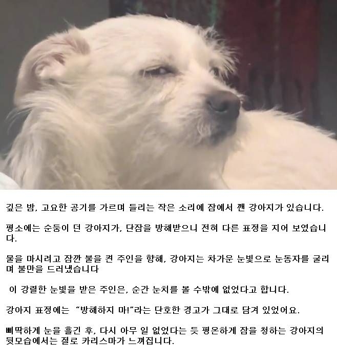 눈빛 하나로 주인을 압도하며 상전 포스 제대로 풍겨대는 강아지 | 인스티즈