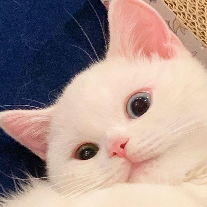 심장에 해로운 고양이 | 인스티즈