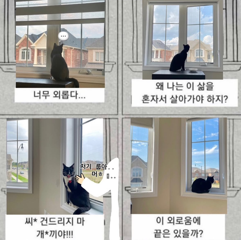 고양이가 항상 외로운 이유 | 인스티즈