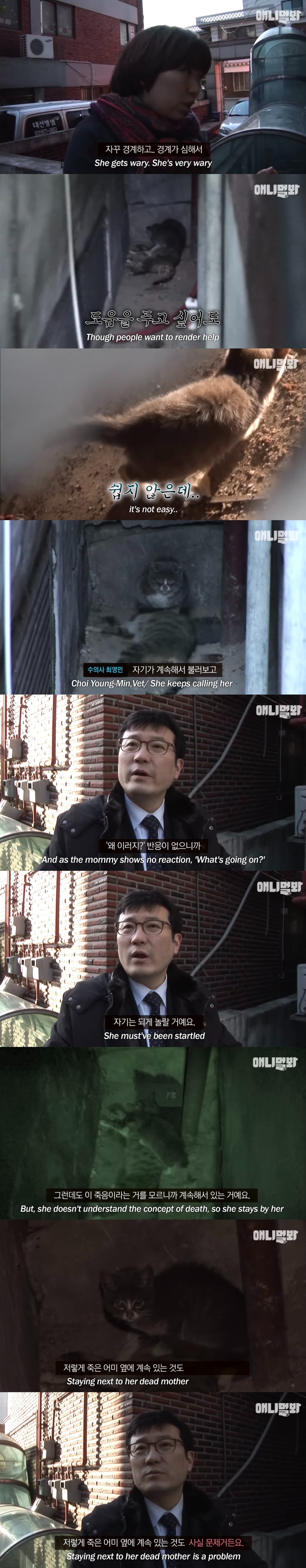 죽은 어미한테 꾹꾹이하던 새끼 고양이 .. 13년 후 | 인스티즈