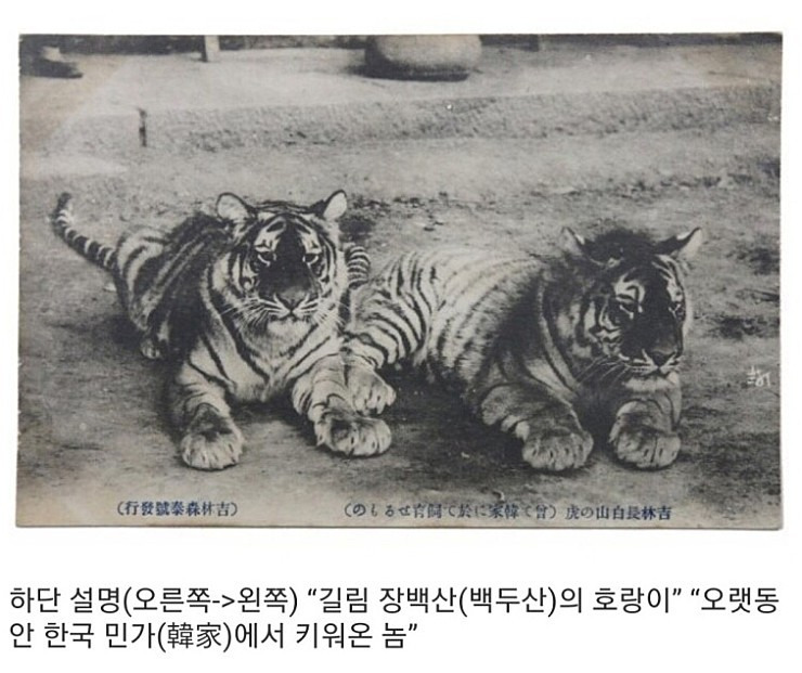 한국에서 오랫동안 길러왔던 반려동물 | 인스티즈