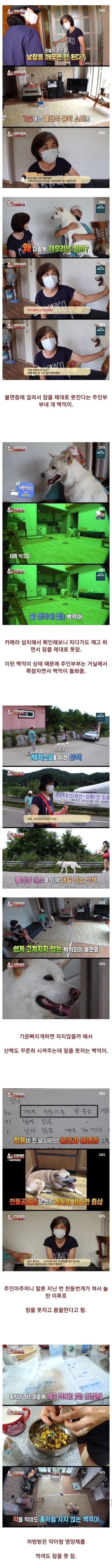 불면증 걸린 강아지 | 인스티즈