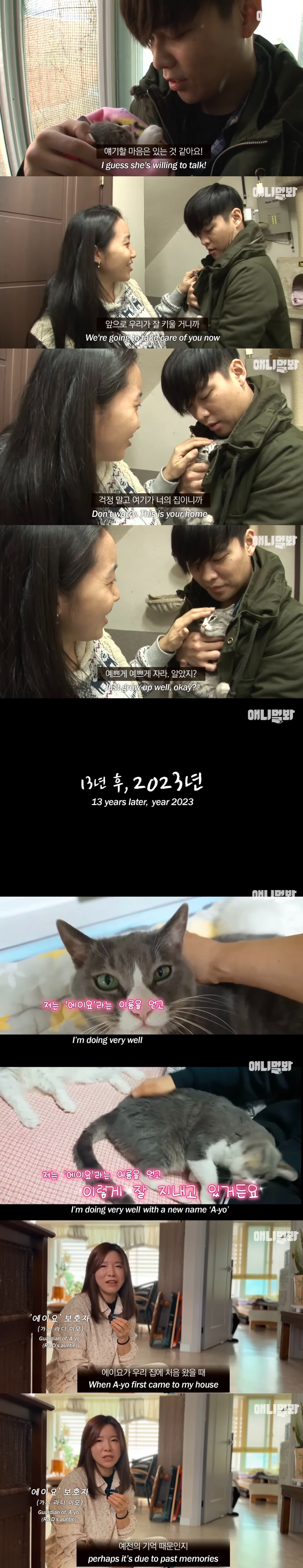 죽은 어미한테 꾹꾹이하던 새끼 고양이 .. 13년 후 | 인스티즈