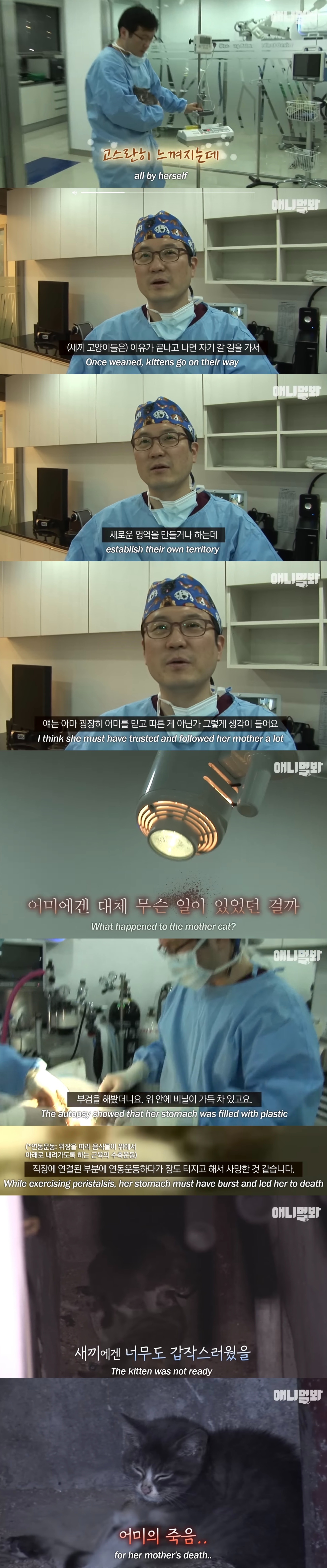 죽은 어미한테 꾹꾹이하던 새끼 고양이 .. 13년 후 | 인스티즈