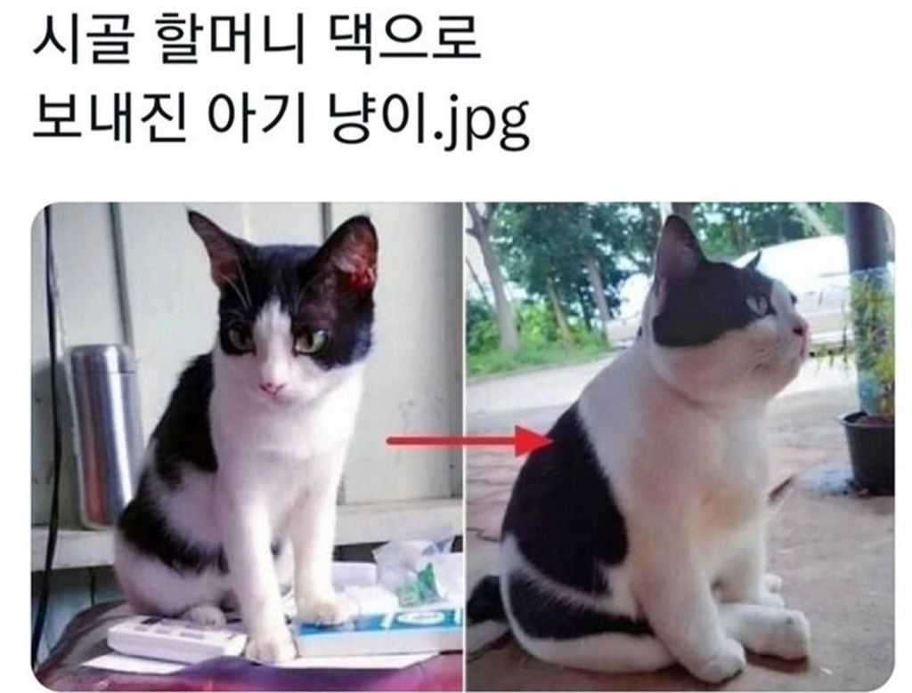 시골 할머니 댁으로 보내진 아기 냥이 | 인스티즈