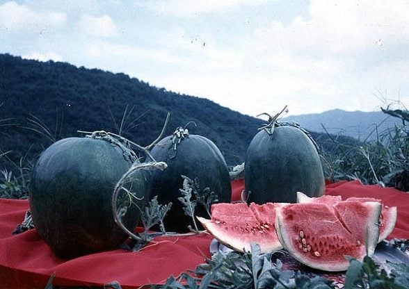수박의 귀족.jpg | 인스티즈