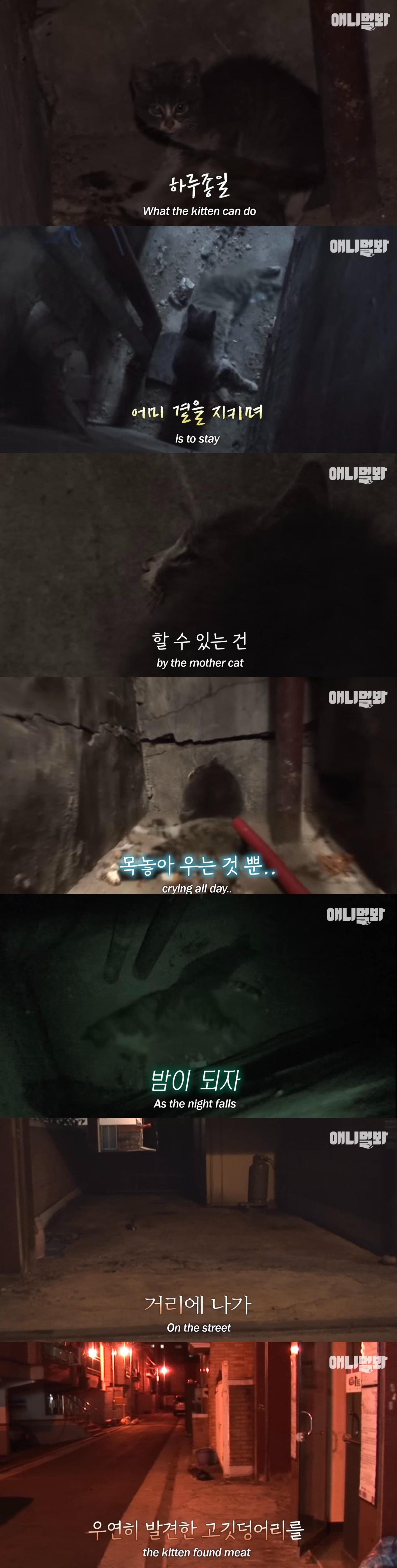 죽은 어미한테 꾹꾹이하던 새끼 고양이 .. 13년 후 | 인스티즈