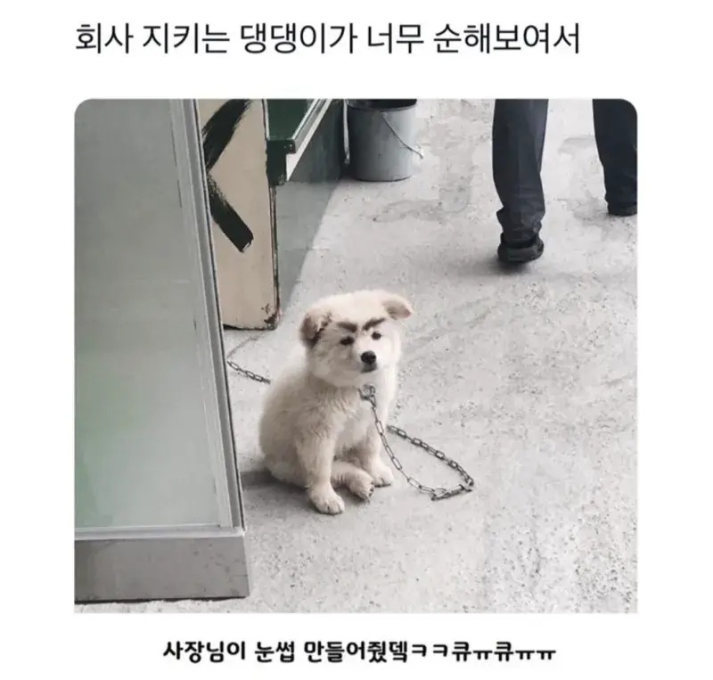 회사 지키는 댕댕이가 너무 순해보였던 사장님 | 인스티즈