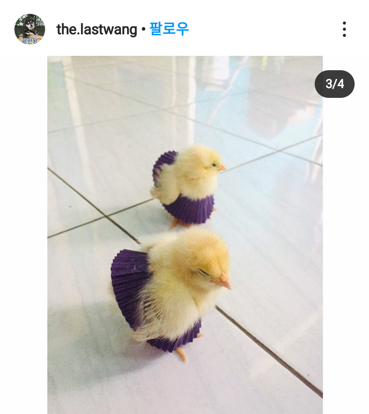 병아리 치마 | 인스티즈