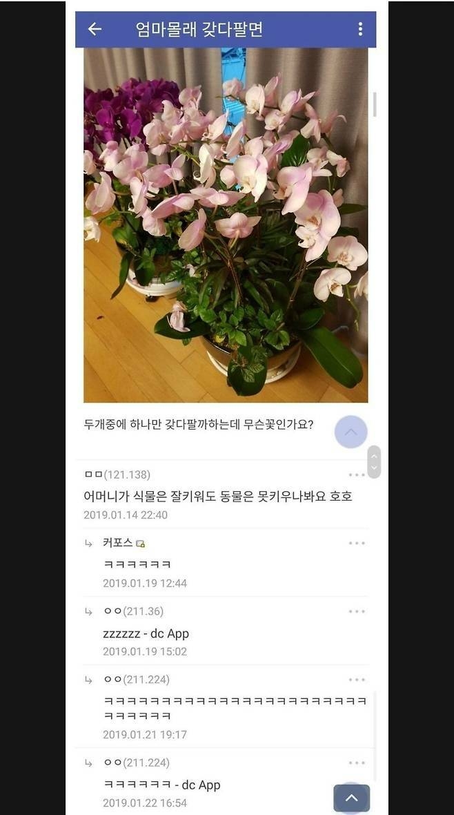 엄마의 화분을 몰래 팔려는 자녀 | 인스티즈