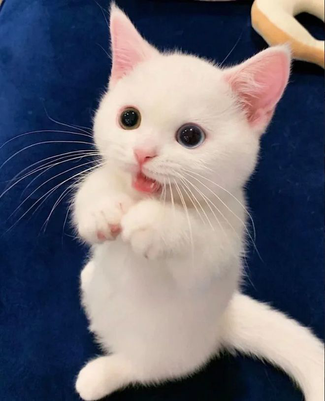 심장에 해로운 고양이 | 인스티즈