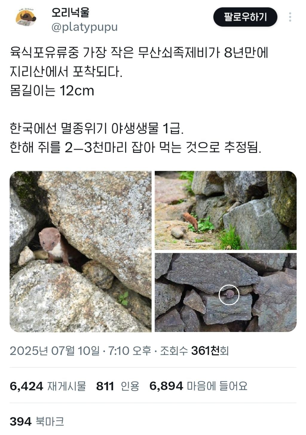 지리산에서 8년 만에 발견됐다는 무산쇠족제비 | 인스티즈