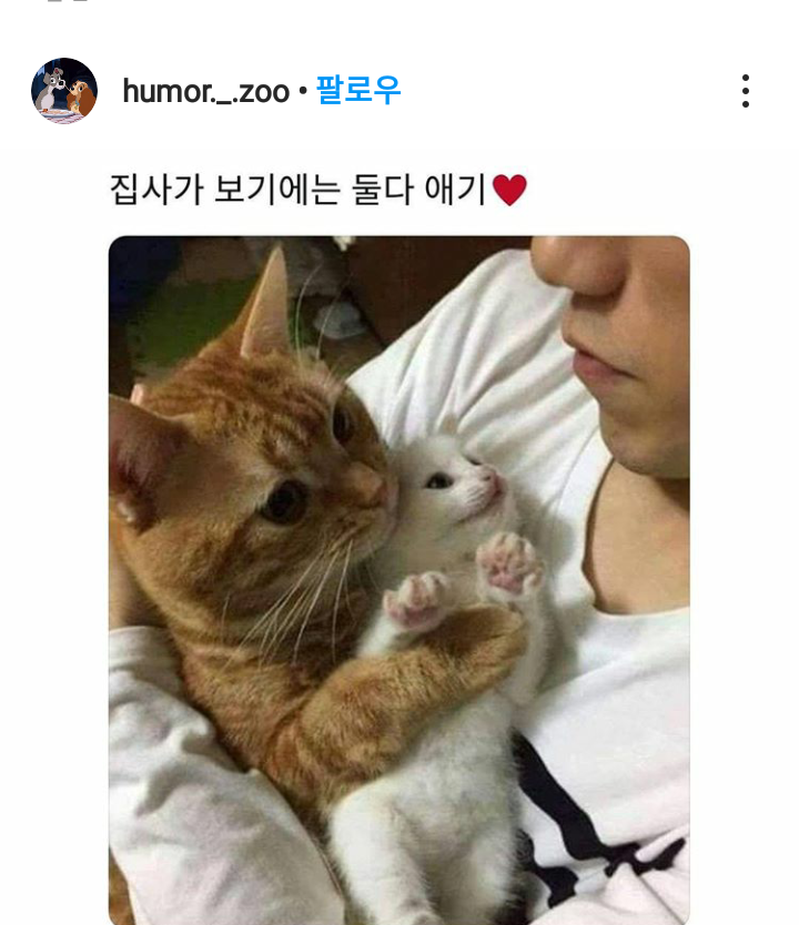 애기냥 | 인스티즈