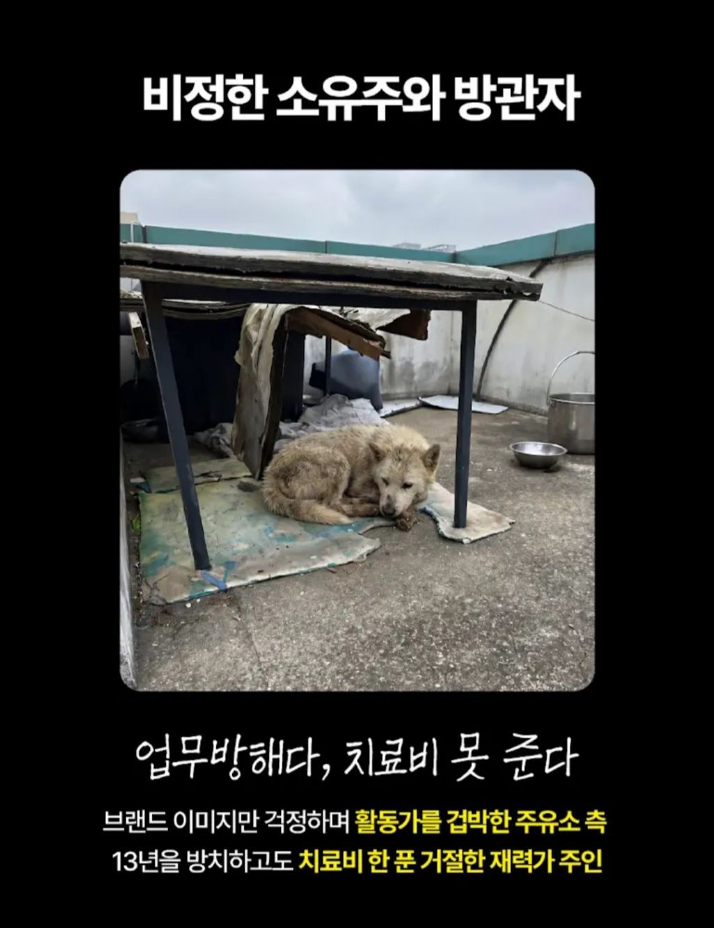 주유소 옥상 방치 13년, 할아버지가 돼 버린 백구 만복이를 위해 탄원 동참 부탁해!!! (화력 필요‼️) | 인스티즈