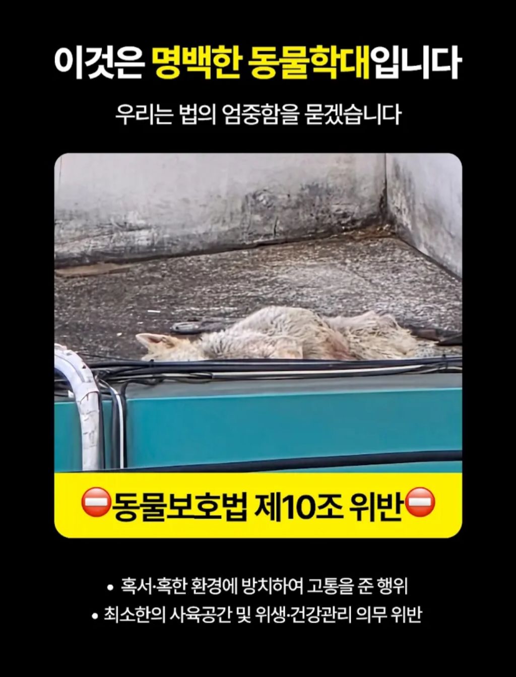 주유소 옥상 방치 13년, 할아버지가 돼 버린 백구 만복이를 위해 탄원 동참 부탁해!!! (화력 필요‼️) | 인스티즈