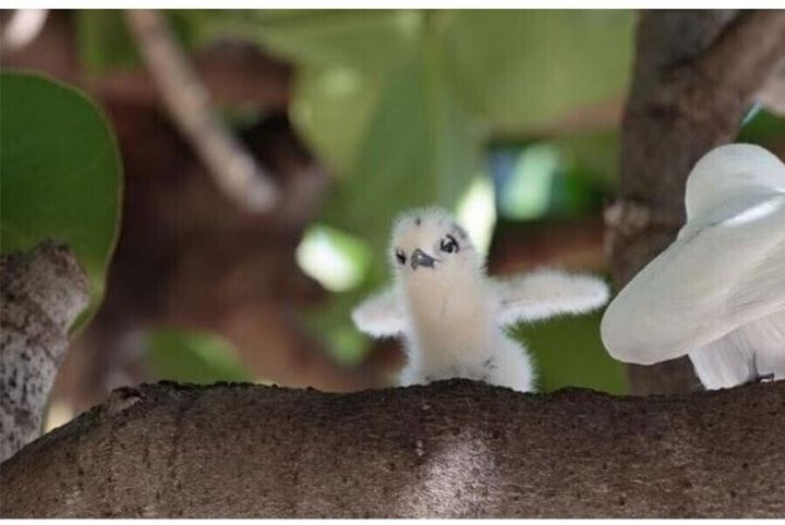 태어난 김에 대충 사는 흰제비 갈매기 | 인스티즈