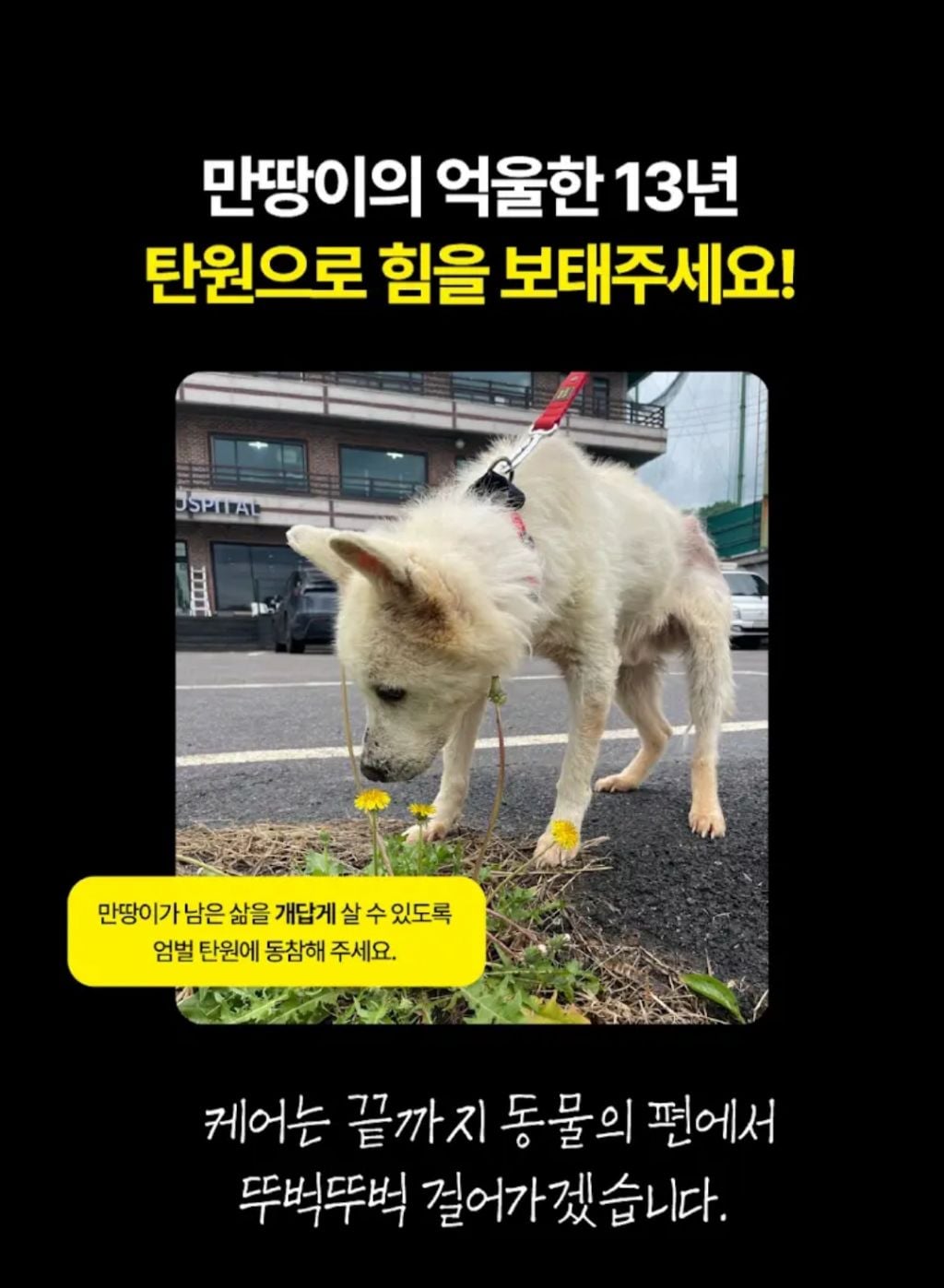 주유소 옥상 방치 13년, 할아버지가 돼 버린 백구 만복이를 위해 탄원 동참 부탁해!!! (화력 필요‼️) | 인스티즈