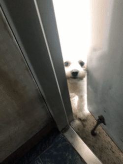 전 냄새 맡고 왔다는 옆집 댕댕이 | 인스티즈