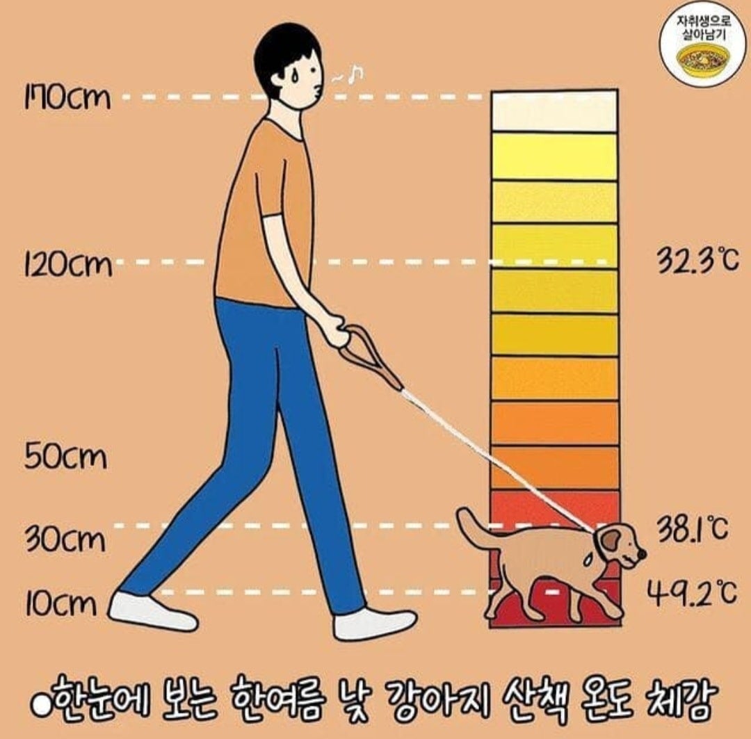 강아지 산책시 주의사항 | 인스티즈