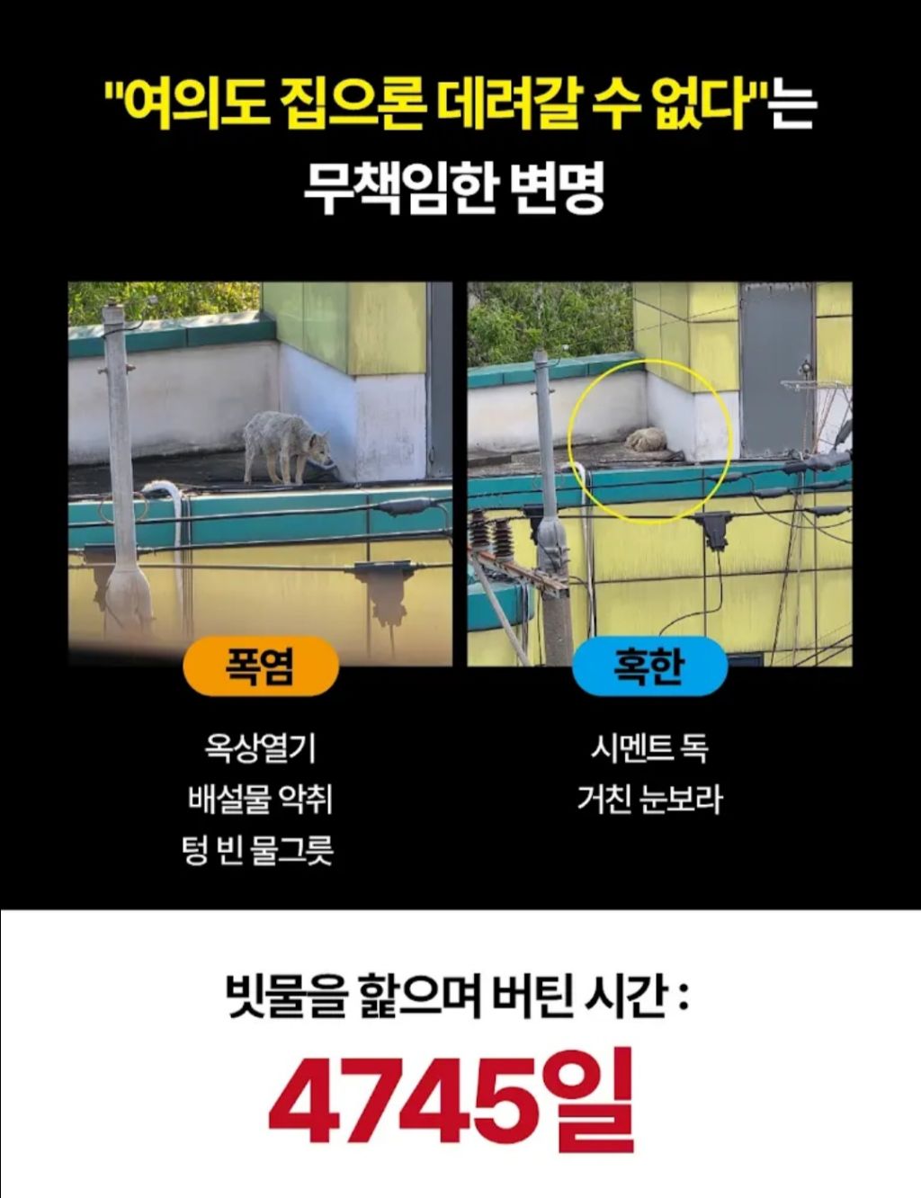 주유소 옥상 방치 13년, 할아버지가 돼 버린 백구 만복이를 위해 탄원 동참 부탁해!!! (화력 필요‼️) | 인스티즈