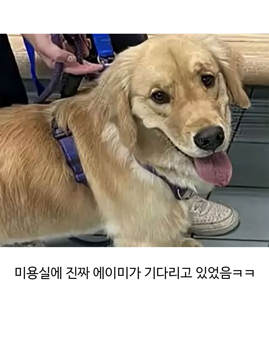 미용실 다녀온 후 표독해진 골든리트리버 | 인스티즈