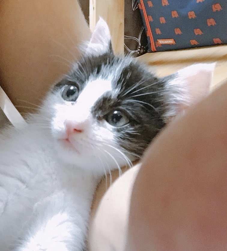 꾸준히 길고양이 돌보는 아이돌 | 인스티즈