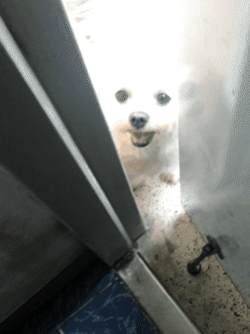 전 냄새 맡고 왔다는 옆집 댕댕이 | 인스티즈